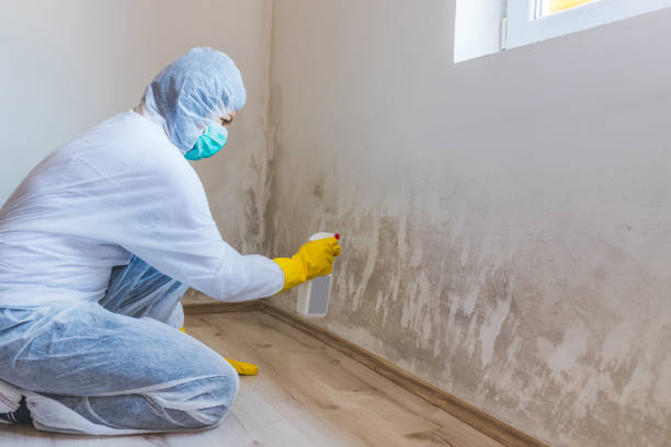 Licensed Basement Mold Remediation service in Trenton, FL - WQB Mold Removal