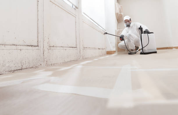 24/7 Emergency Basement Mold Remediation experts in Trenton, FL