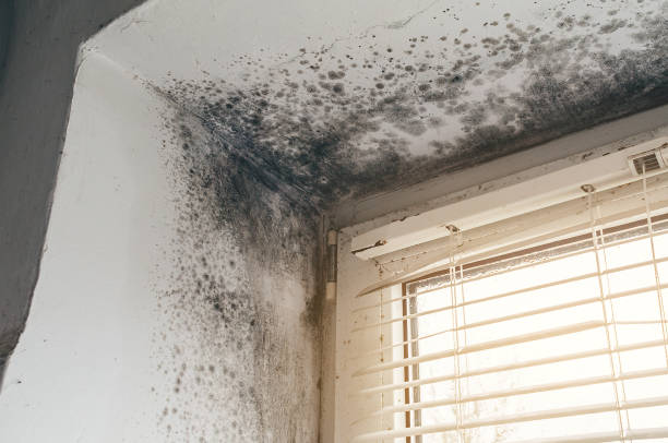Affordable Basement Mold Remediation solutions in Trenton, FL