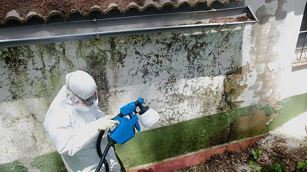 Top rated local Basement Mold Remediation specialists in Trenton, FL